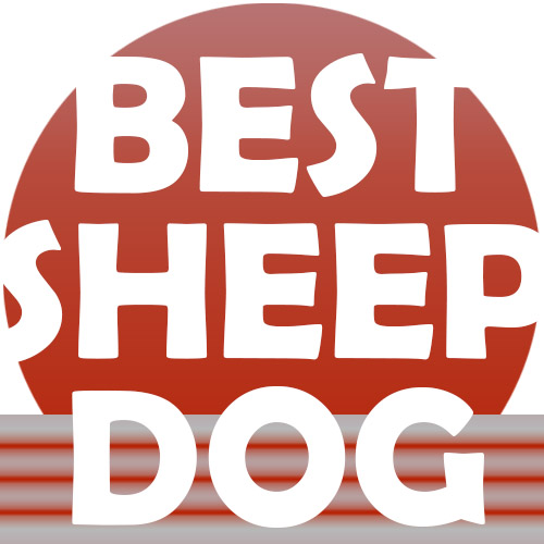 Сайт об овчарках - выбор, уход, воспитание