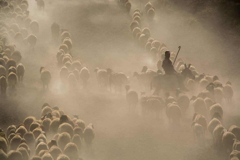 Анатолийские овчарки отлично пасут овец