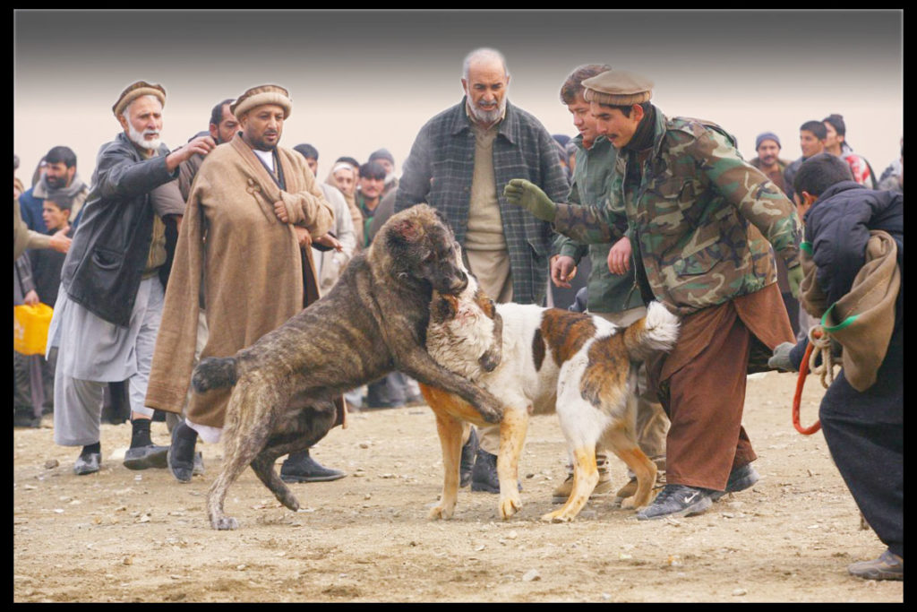 Афганская овчарка участвует в боях